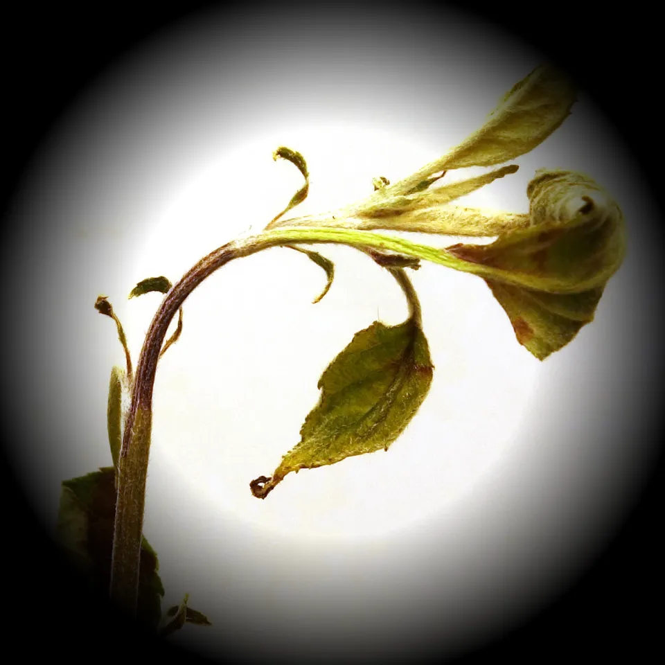 Feuerbrand: Todeszellen im Apfelbaum