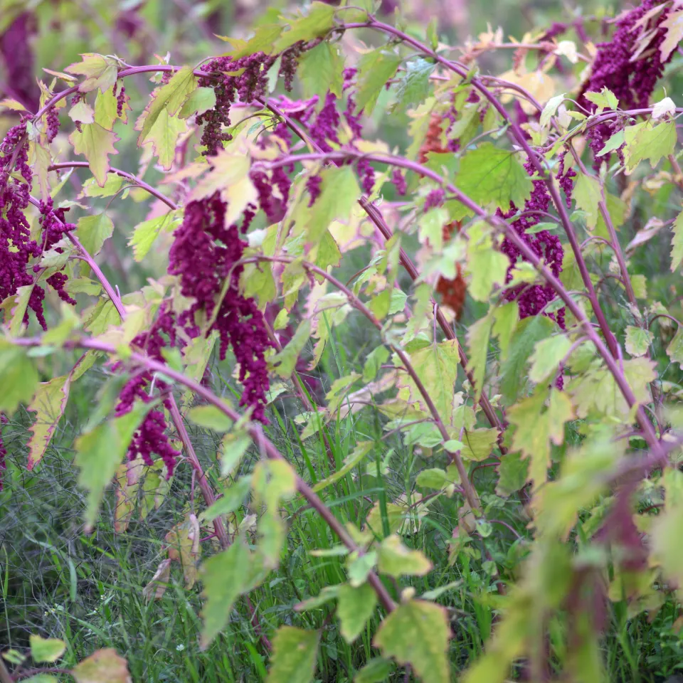 Quinoa – ein beliebtes Pseudogetreide aus Südamerika