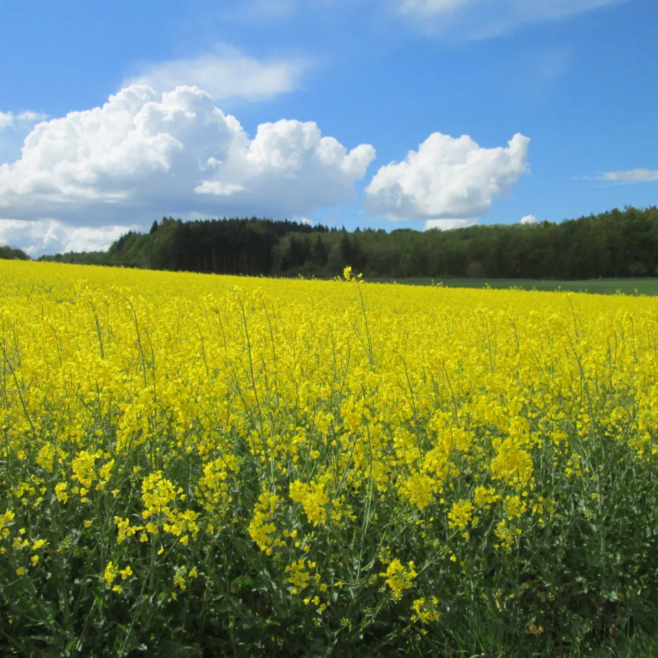 Der Energie-Landwirt steht sich besser