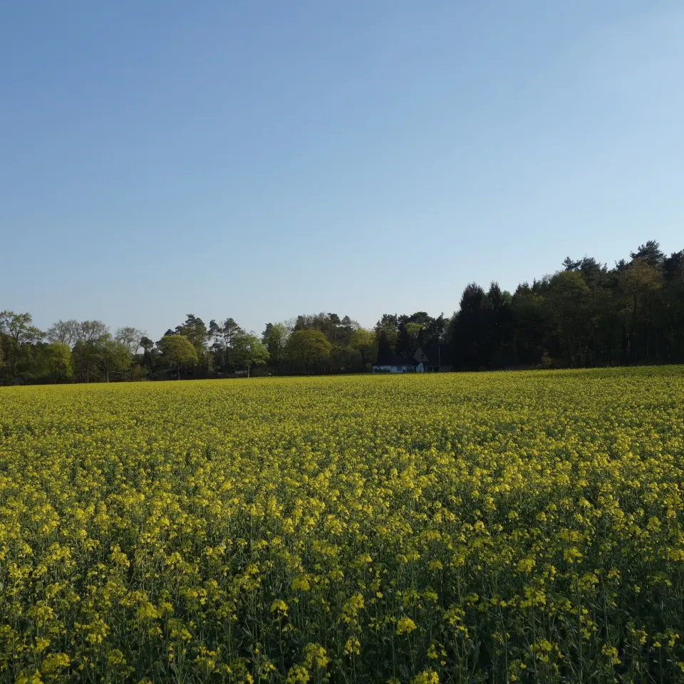Die Senfölbombe tickt
