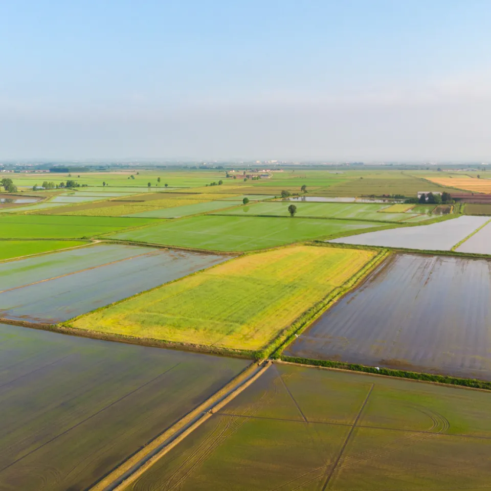 Reisanbau in Italien gibt es seit über 500 Jahren