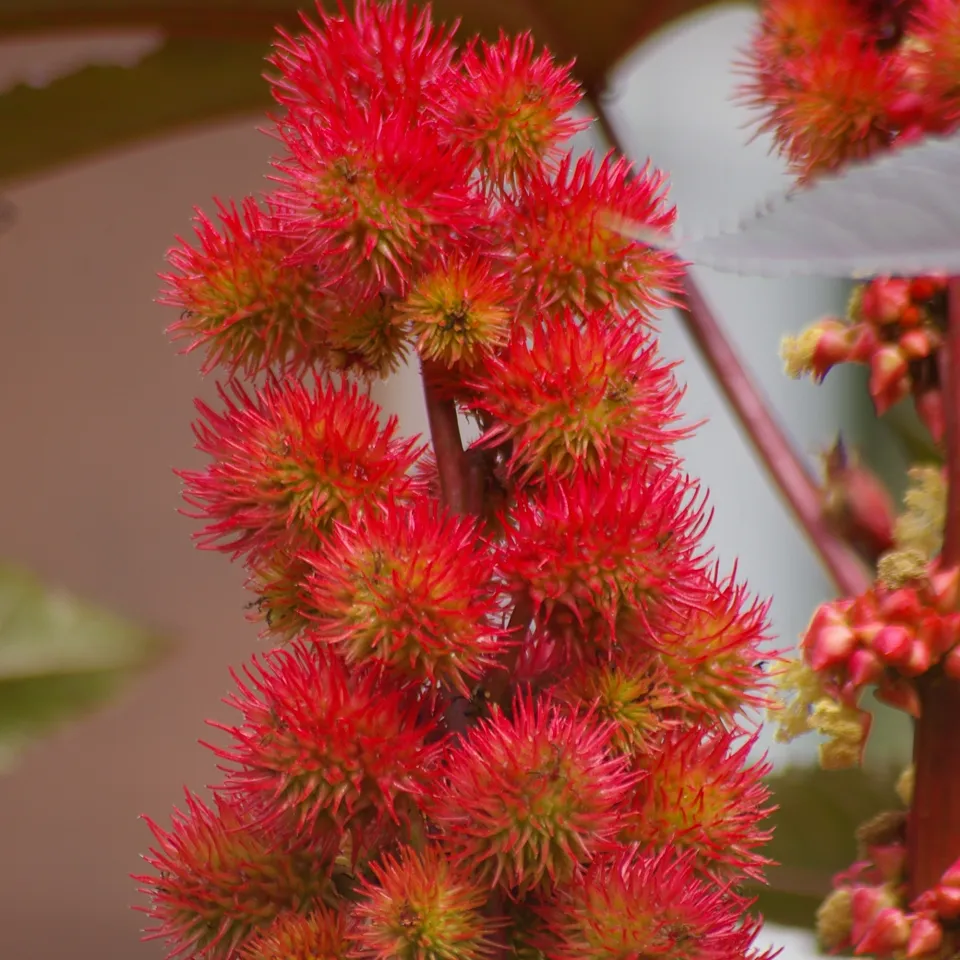Der Rizinus ist "Giftpflanze des Jahres 2018"