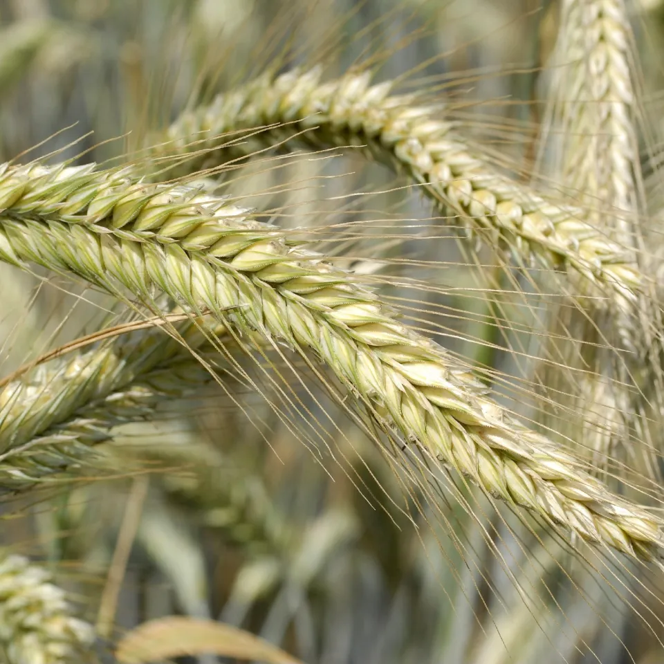 Roggen: Vom Brotgetreide zum Multitalent