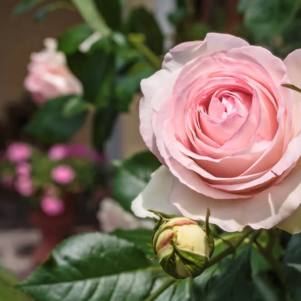  Rosensorten mit Prädikat