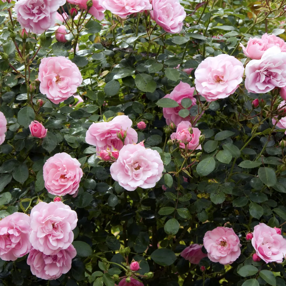 Wer saugt an Rosenblättern?