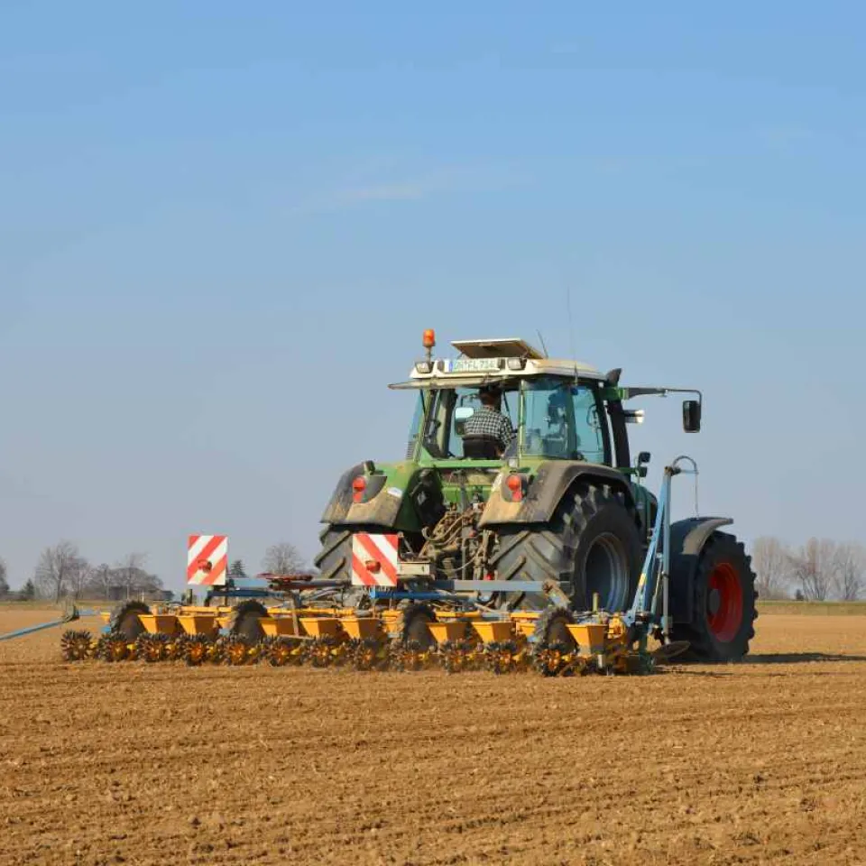 Erste Zuckerrübenaussaat ohne Blattlausschutz