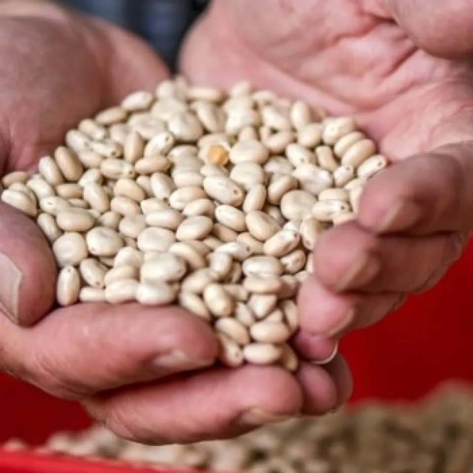 Schafft es die Lupine in die Küche?