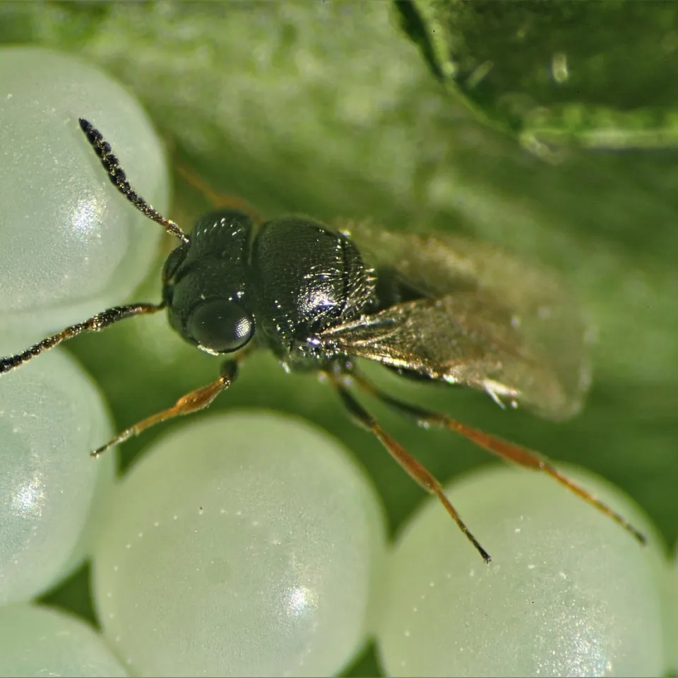 Die Samuraiwespe: Hoffnung für Obst- und Gemüsebauern
