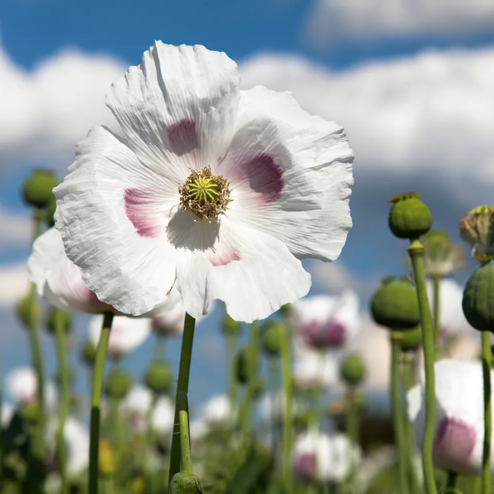 Der Schlafmohn ist "Giftpflanze des Jahres 2021" 