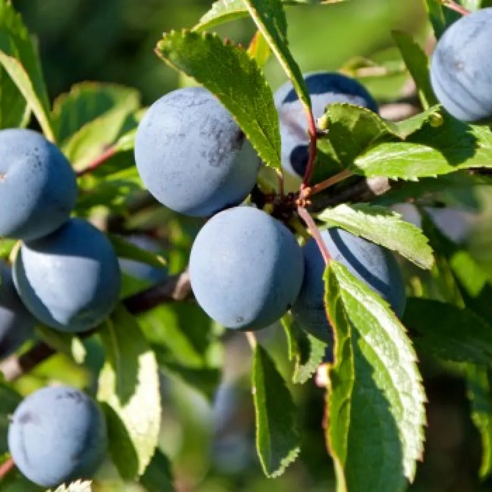 Schlehe – eine Wildfrucht wird gezähmt