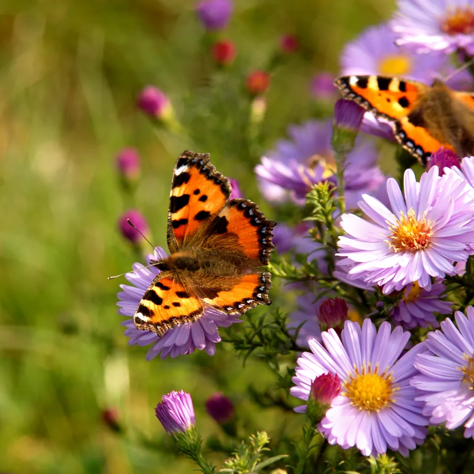 Buchtipp: Mein Naturgarten, wie er mir gefällt