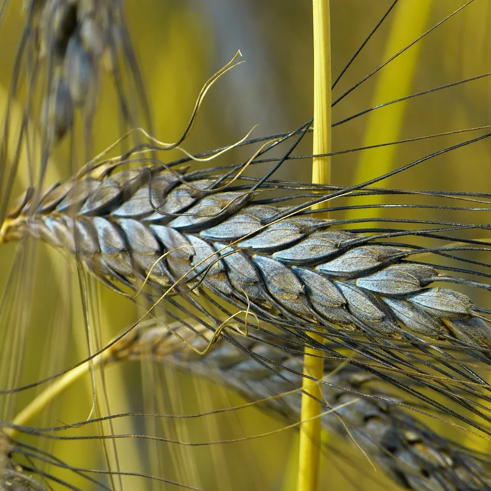 Emmer: Kommt der "Weizen von Rom" wieder?