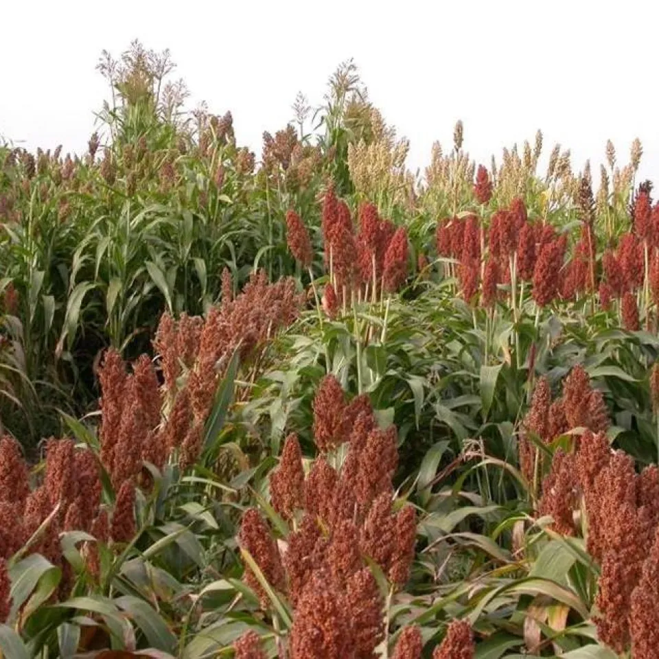 Anbaumix verbessert Qualität, Erträge und Umwelteinfluss