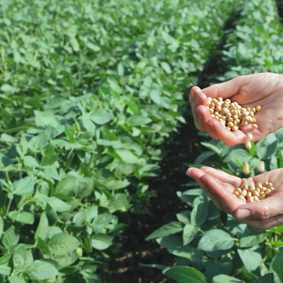 20 Jahre Grüne Gentechnik