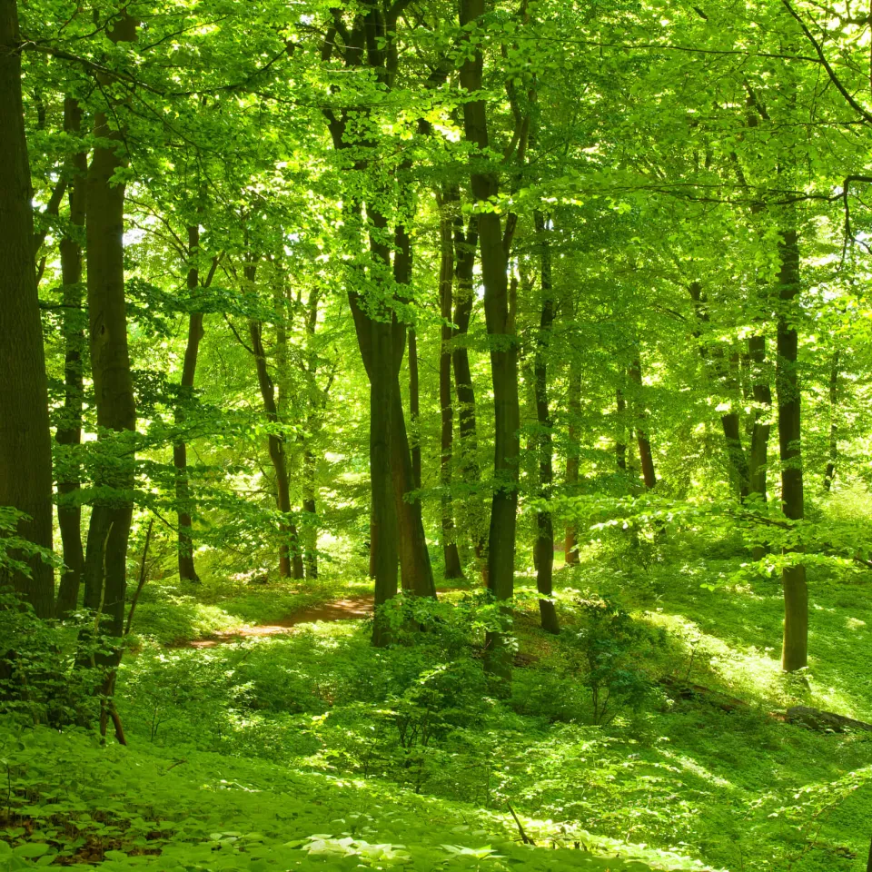 Internationaler Tag der Wälder 2020