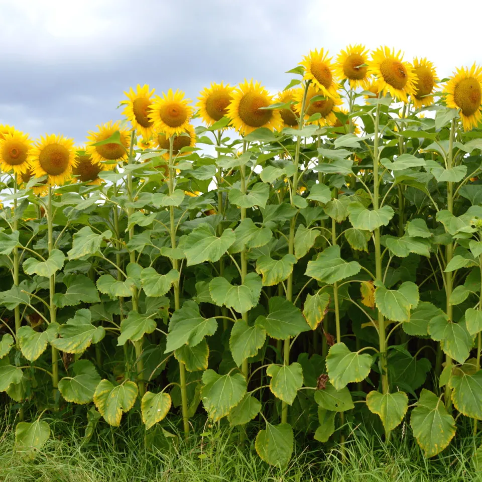 Sonnenblumen: drehfreudige Ölpflanzen