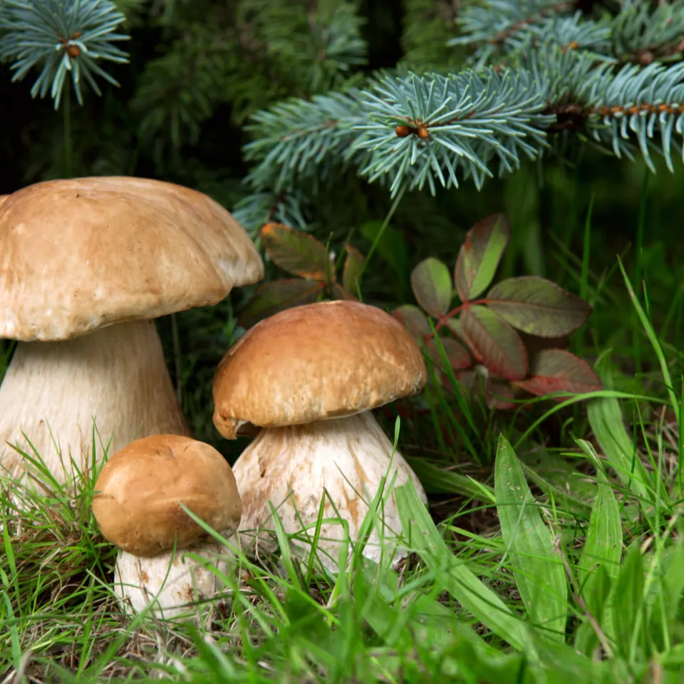 Klimaschutz durch Pilze