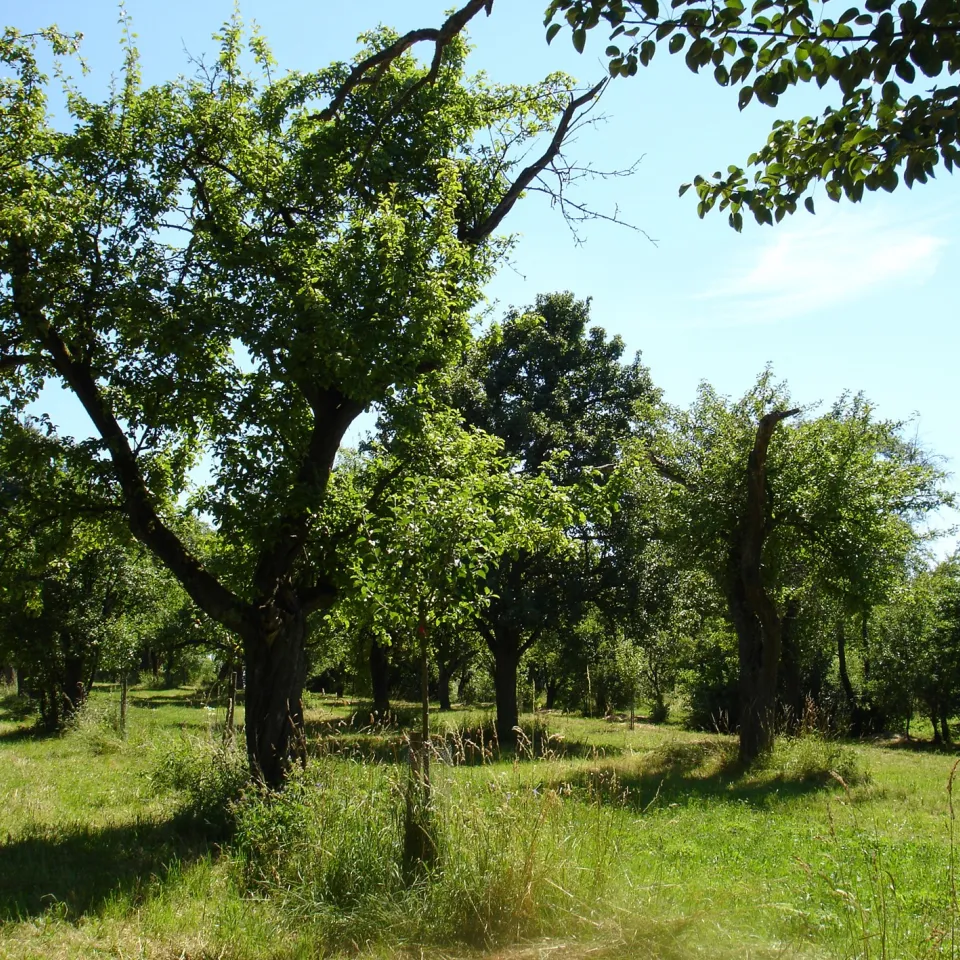 Obstbaumschnitt per Roboter