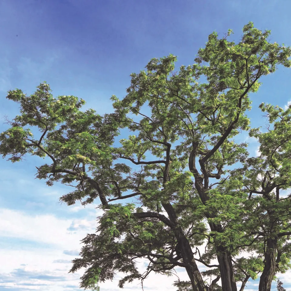 Baum des Jahres 2020: Die Robinie