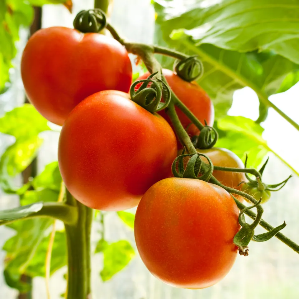 Ein Pilz macht Tomaten süß