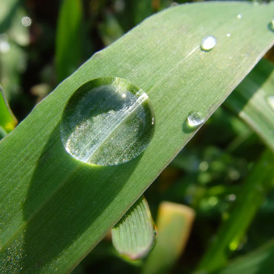 Wassereffizienz steigern: "More crop per drop"