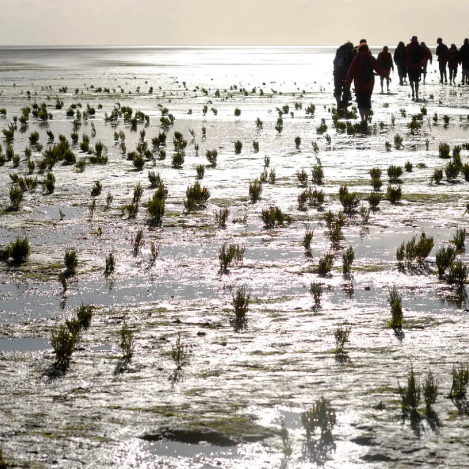 Boden des Jahres 2020: Der Wattboden