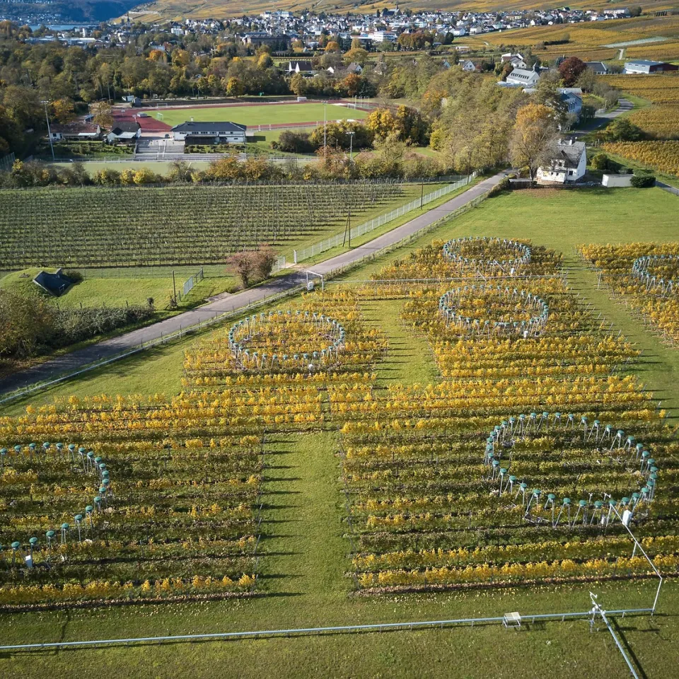 Steigender CO2-Gehalt in der Luft beeinflusst Weinreben