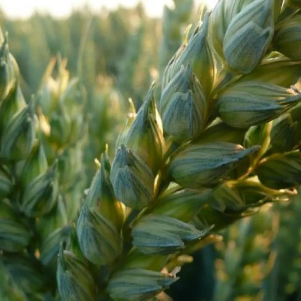 Internationale Weizen-Initiative