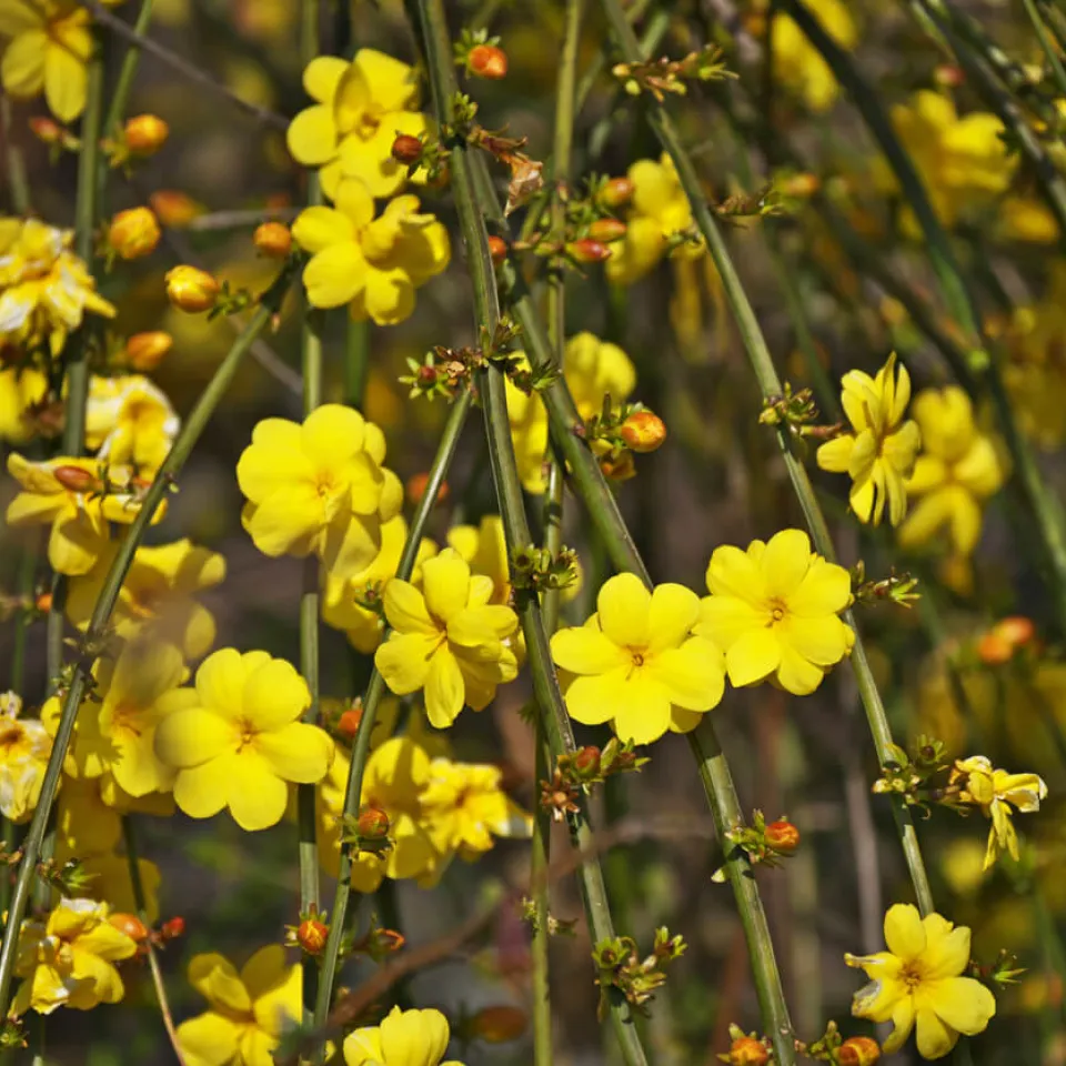 Der Winterjasmin – ein pflegeleichter Winterblüher