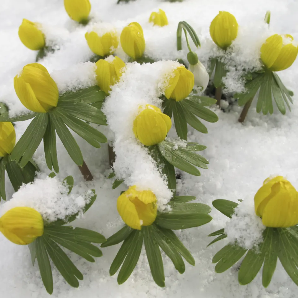 Winterlinge sind Frühlingsboten