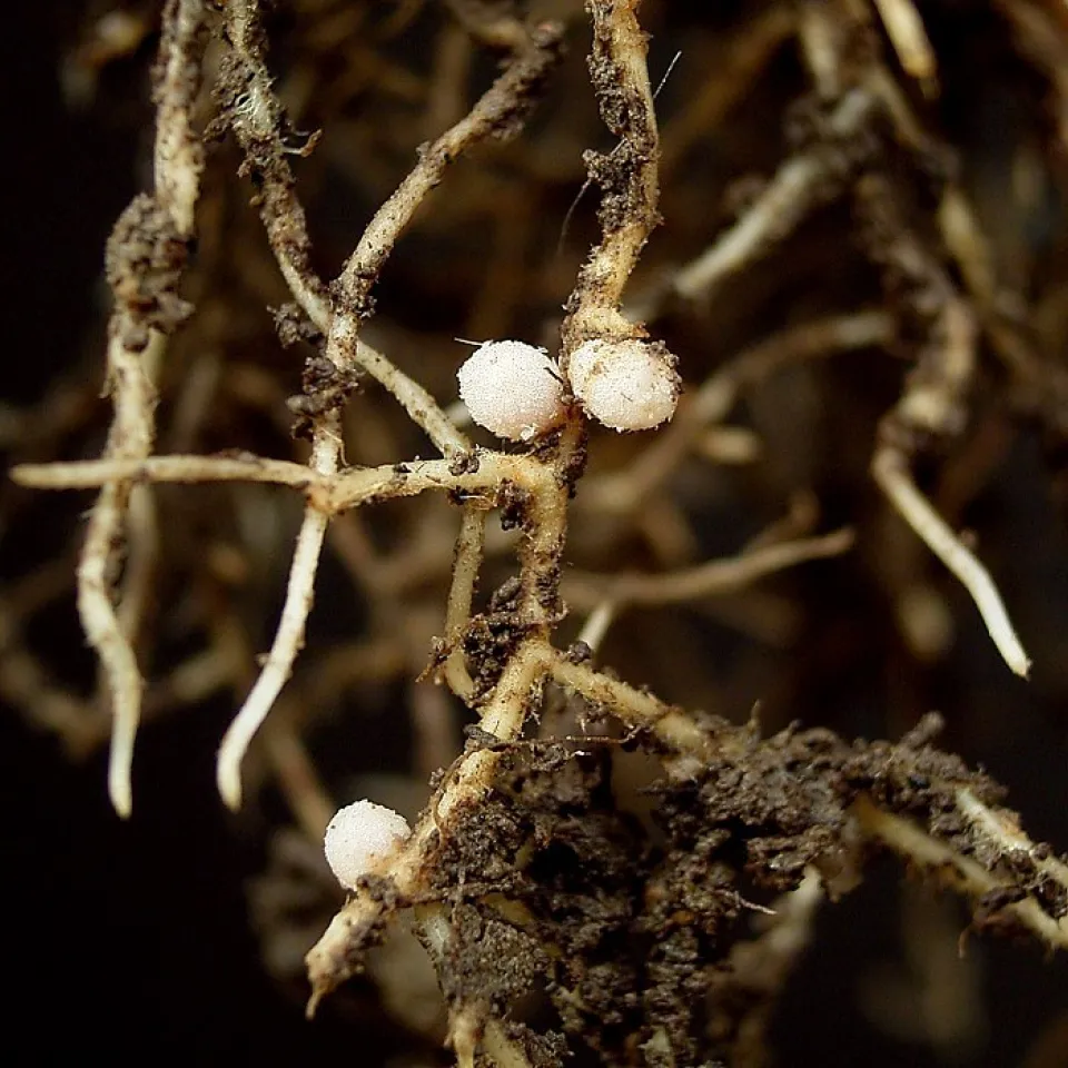 Leguminosen: Düngerfabrik in den Wurzeln