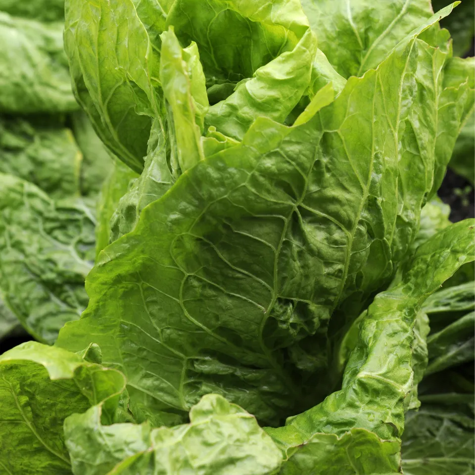 Der Zuckerhut: Wintersalat aus der Gattung der Zichoriengewächse