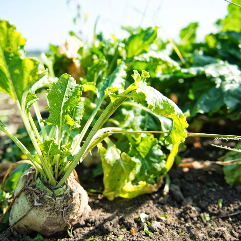 Mehr Zucker in die Zuckerrübe