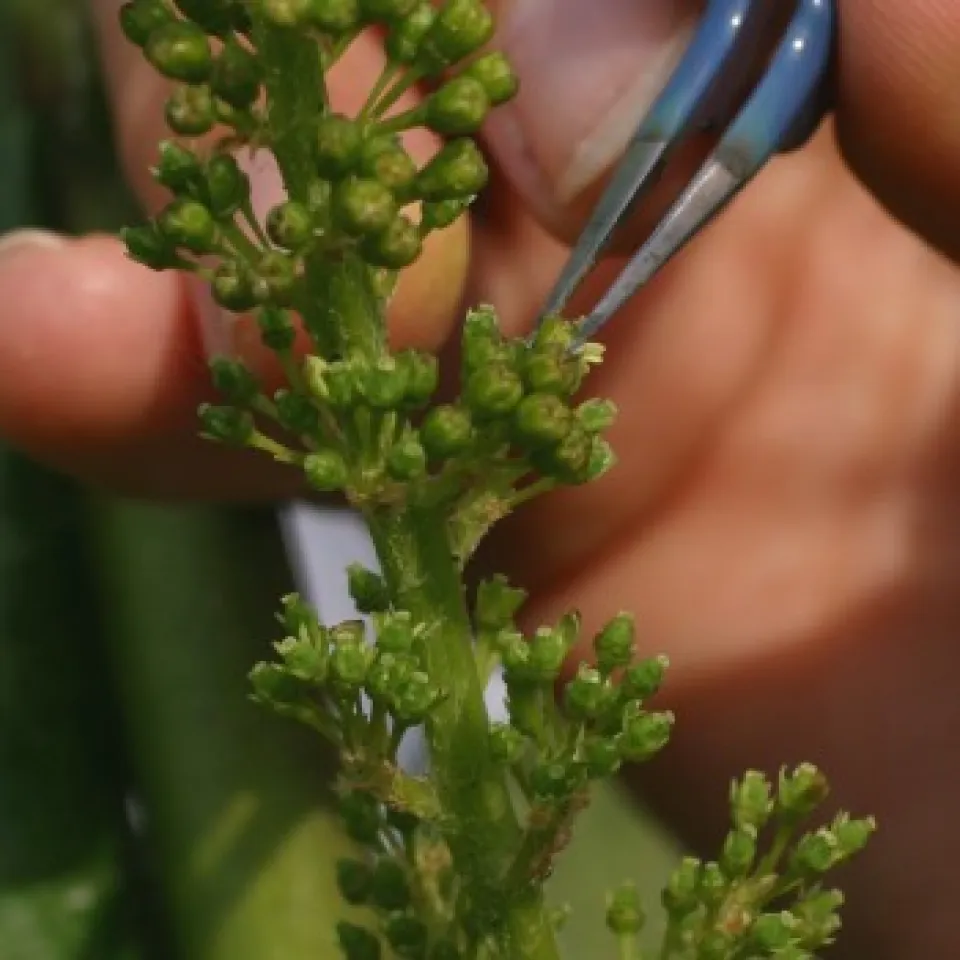 Überraschung – die Abstammung der Rebsorten kommt auf den Prüfstand 