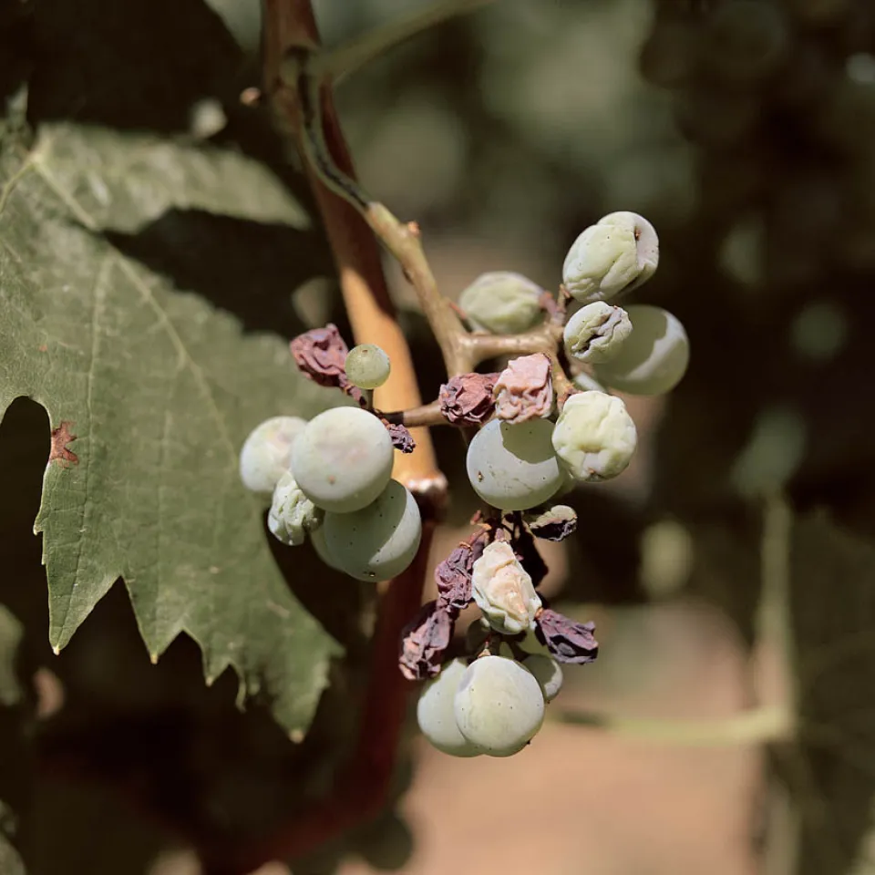 Falscher Mehltau - Stresstest für den Winzer
