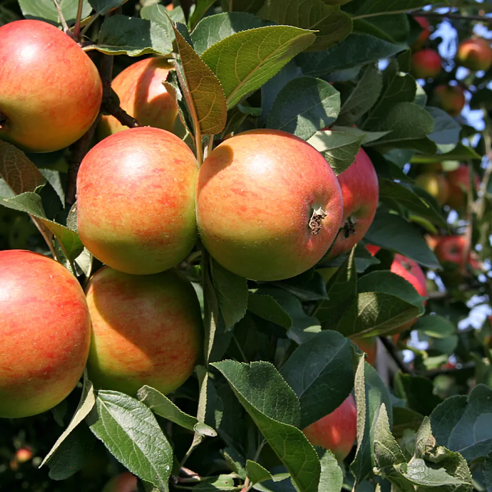 IVA: „Greenpeace-Kampagne grenzt an Verbrauchertäuschung“