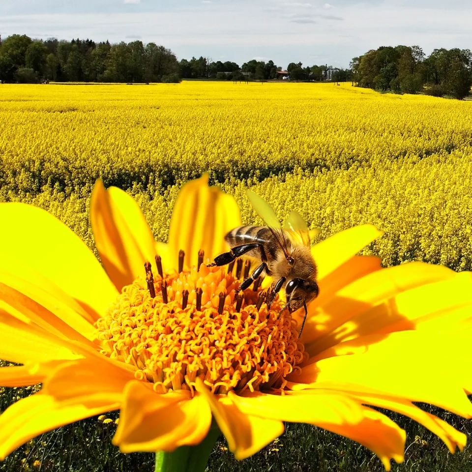Neonikotinoide Beizmittel – was hat das EU-Verbot wirklich gebracht?