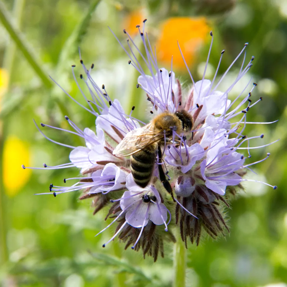 Moderne Landwirtschaft und Biodiversität sind kein Gegensatz