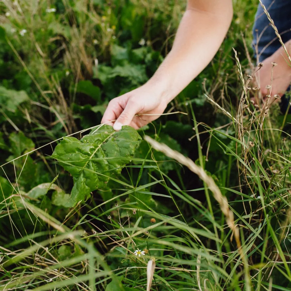 "Schau ins Feld!" 2021 – Was passiert mit Pflanzen ohne Schutz?