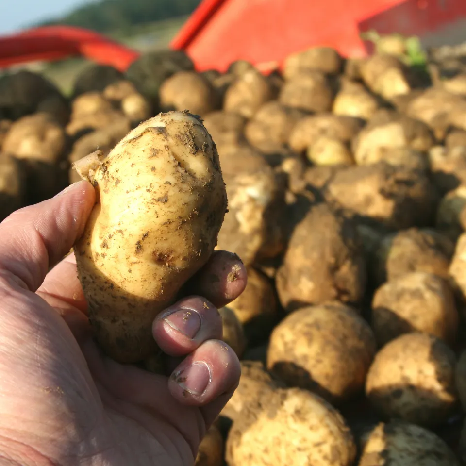 Bei vielen Nahrungsmitteln ist Deutschland von Importen abhängig