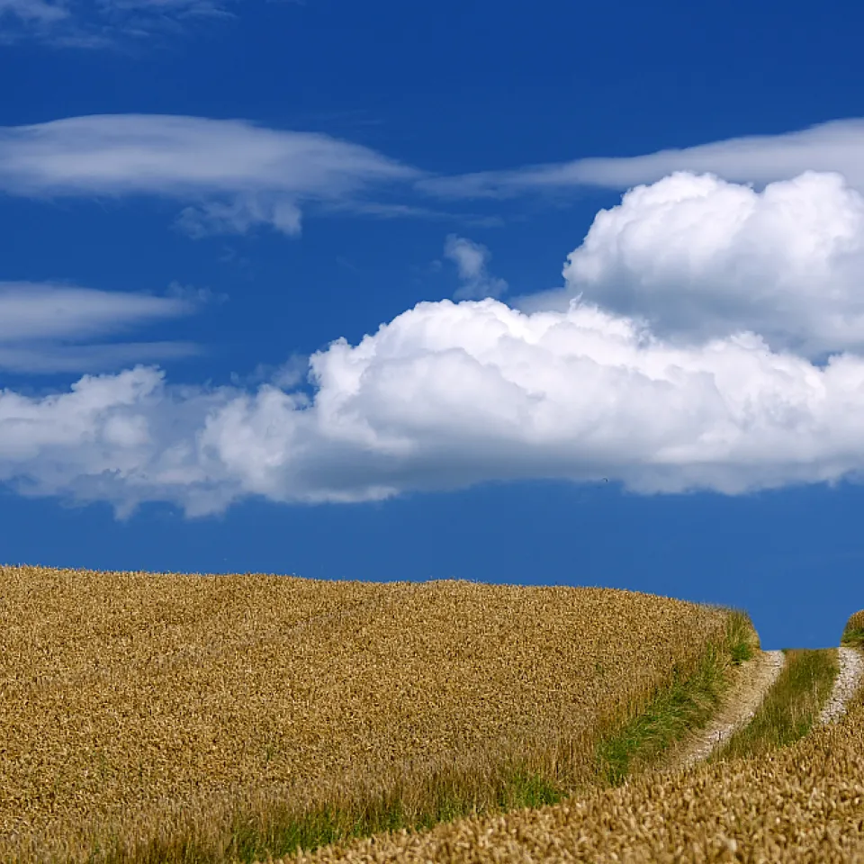 IVA: ECHA macht den Weg frei für neue Genehmigung von Glyphosat