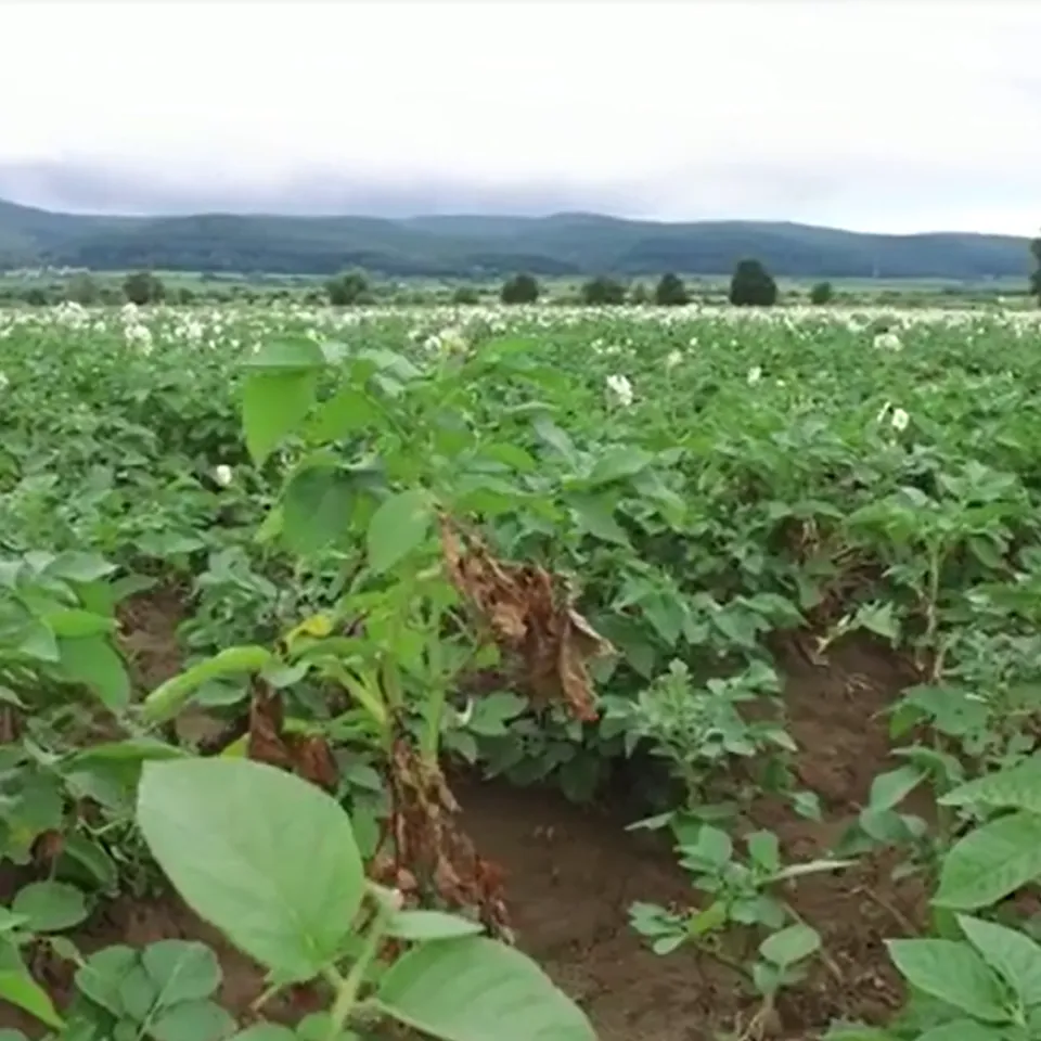 "Bio-Kartoffelbauern in der Pfalz drohen 100 Prozent Ernteausfall"