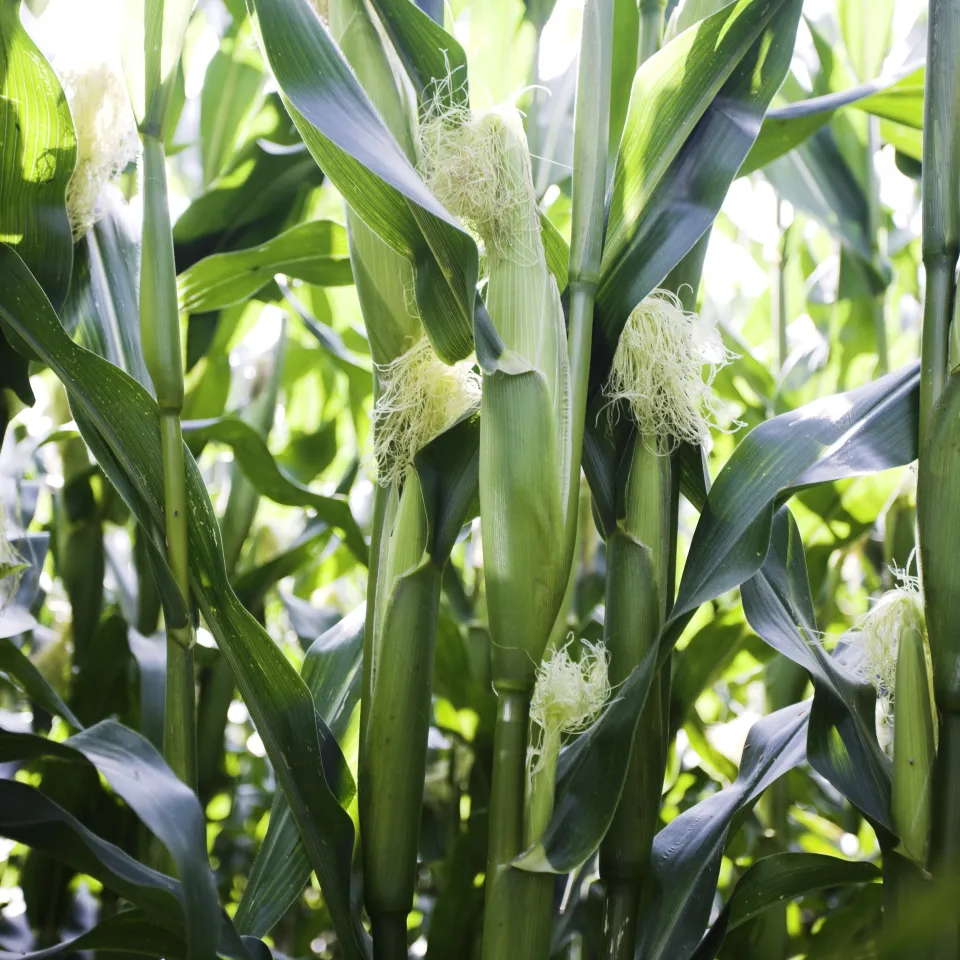 Mehr Mais auf dem Acker, weniger Erlös im Ökolandbau