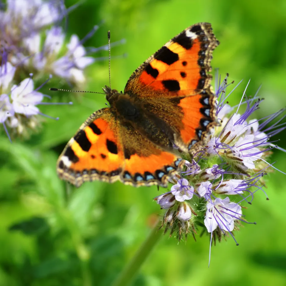 Artenschwund durch Düngung?