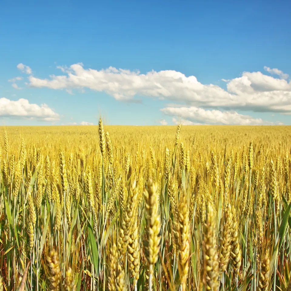 "Höchste Zeit, Glyphosat-Debatte endlich zu versachlichen"
