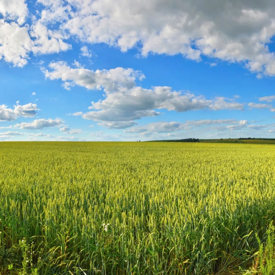 Effiziente Produktion ist Schlüssel zu klimaschonender Landwirtschaft