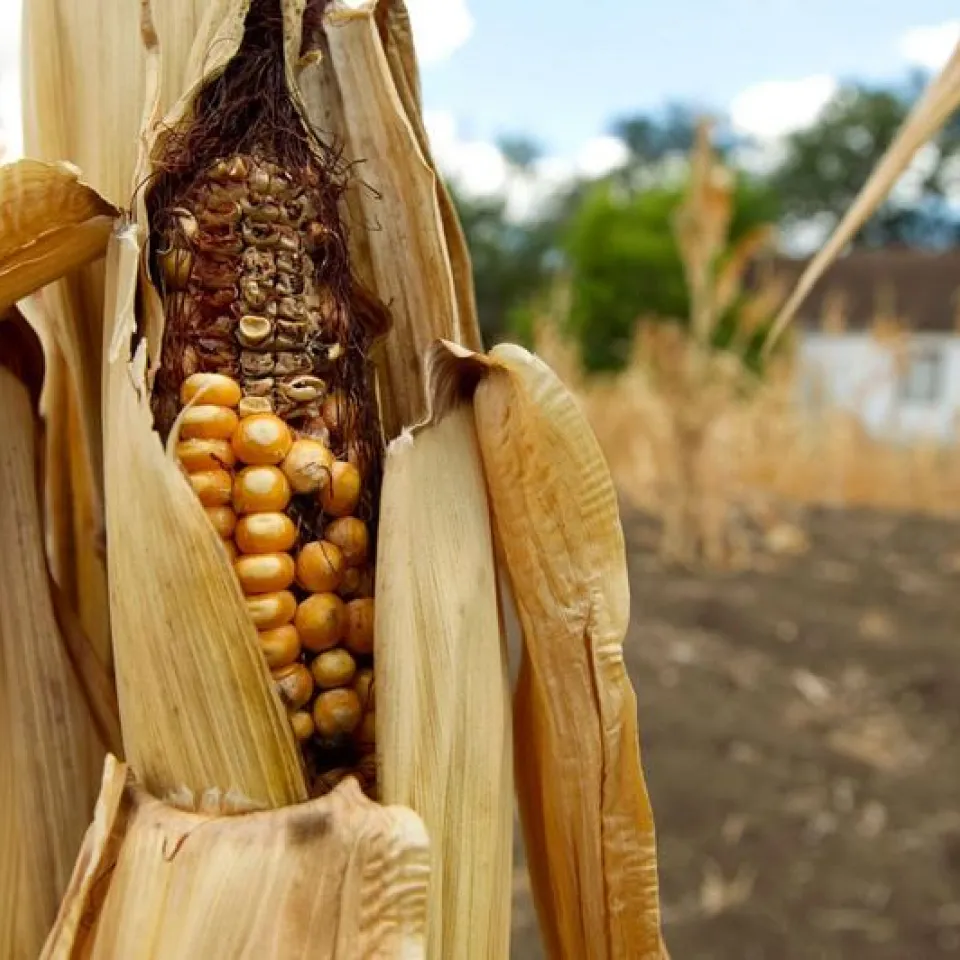Maisanbau auch unter Dürrebedingungen dank Gentechnik