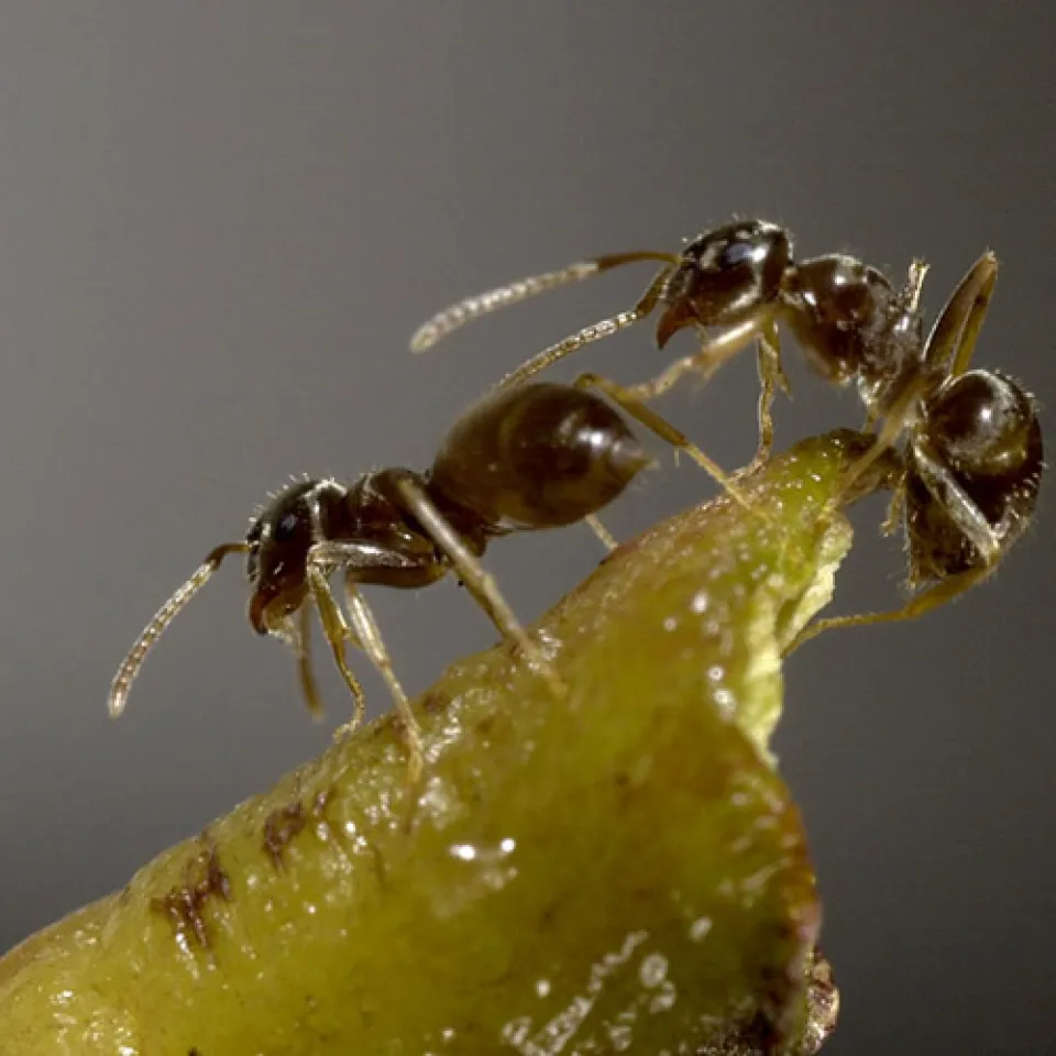 Invasive Ameisen machen mobil 