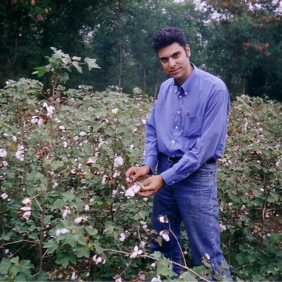 Gentechnik lindert Armut in Indien