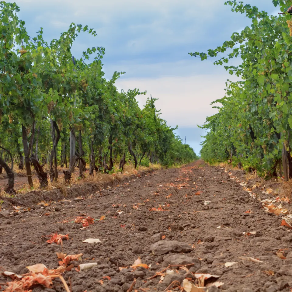 Ein Zeichen für den Boden:                                                                             Am 5. Dezember ist wie jedes Jahr Weltbodentag